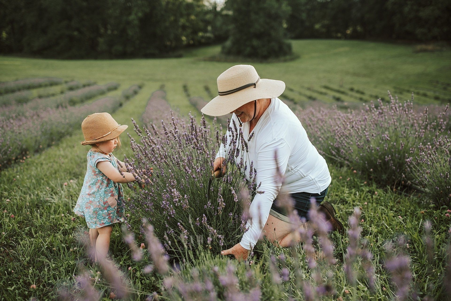 Person in straw hat and toddler picking lavender in a field.