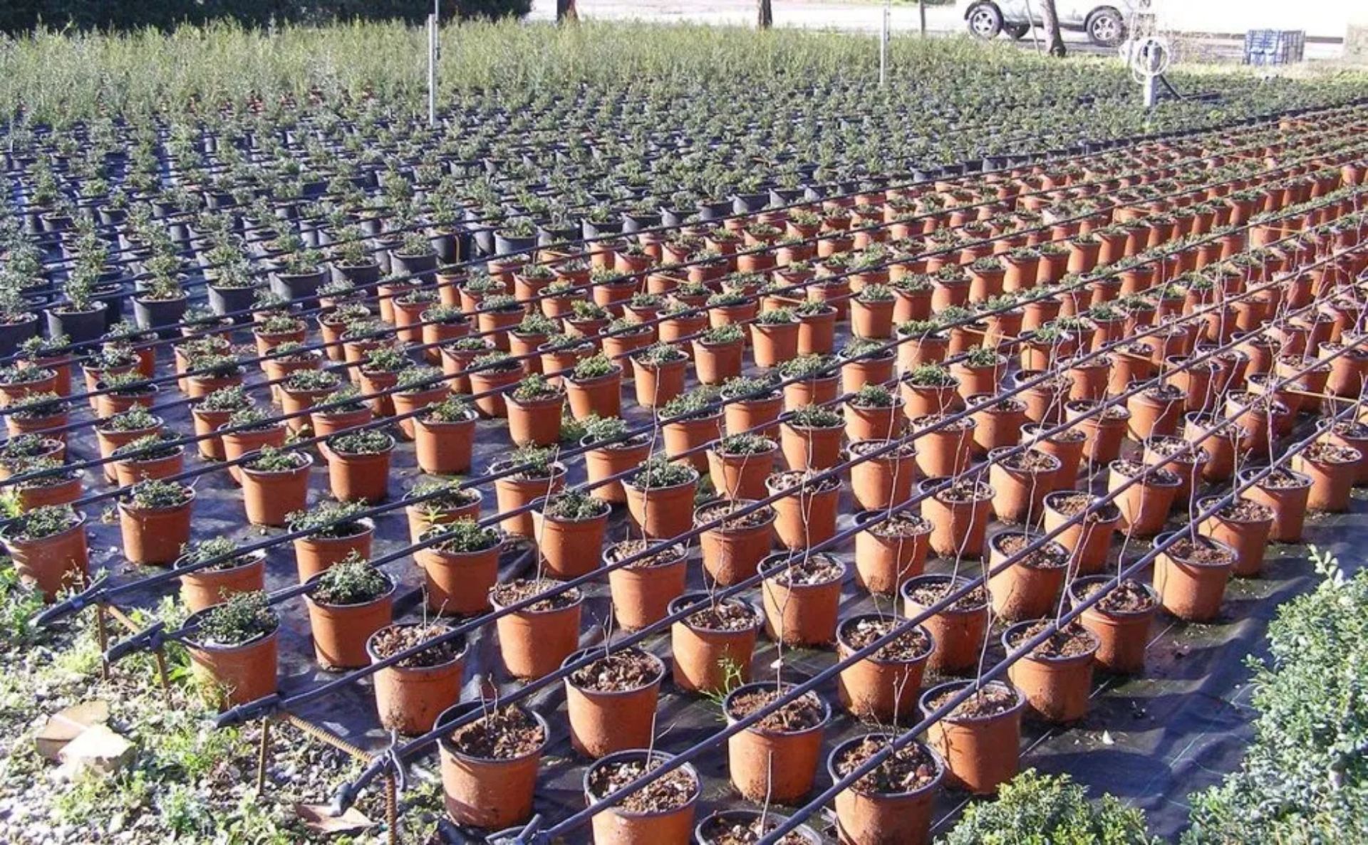 File di piante in vaso in un vivaio, con linee di irrigazione su un tappetino nero.