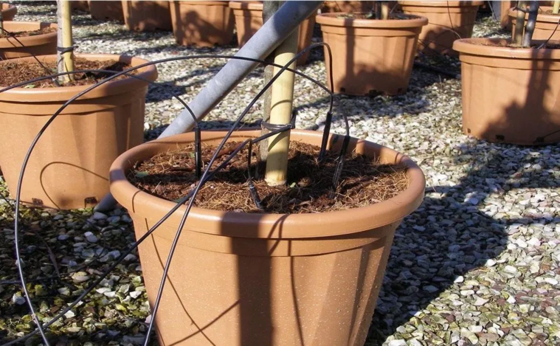 Piante in vaso marroni con fili di sostegno su una superficie di ghiaia.