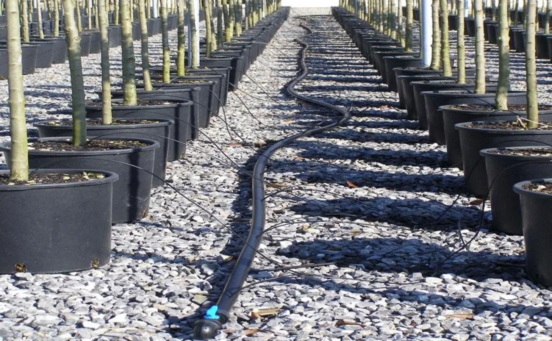 File di alberi in vaso in un vivaio con tubi di irrigazione neri che scorrono tra loro su una superficie di ghiaia.