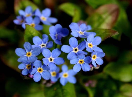 bouquet de fleurs myosotis bleu et jaune