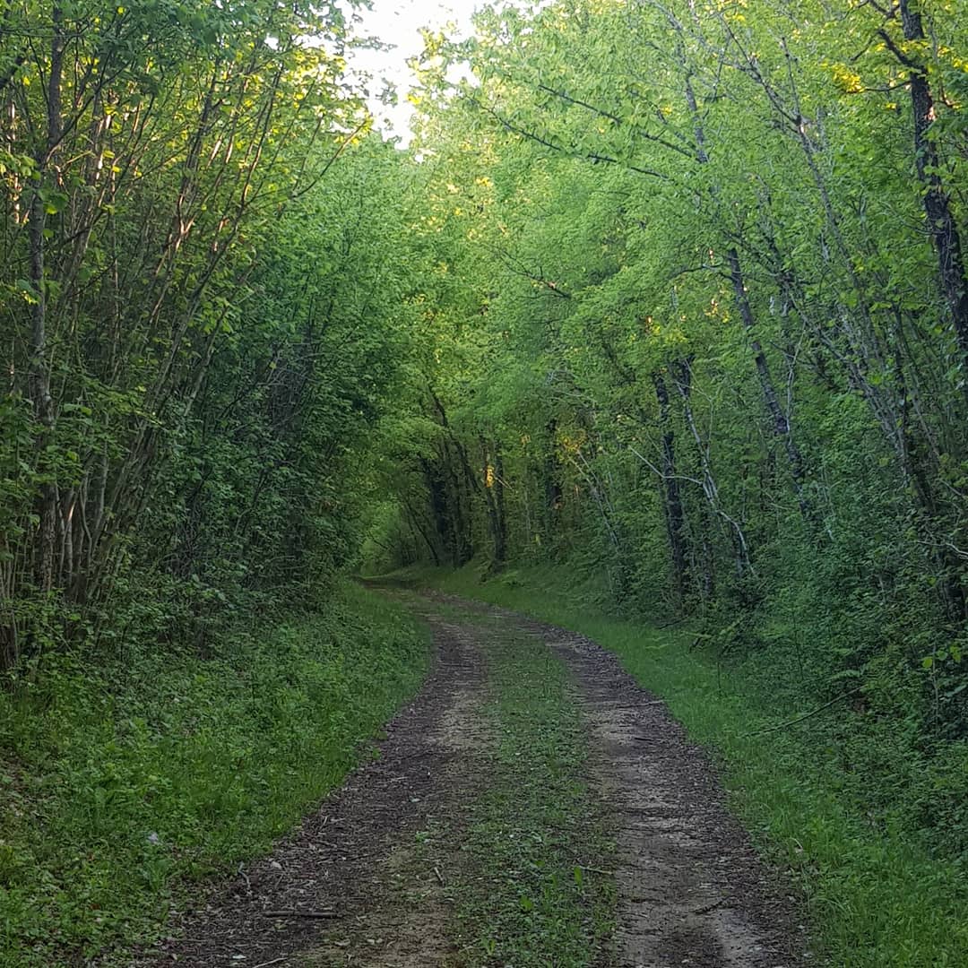 a woodland track