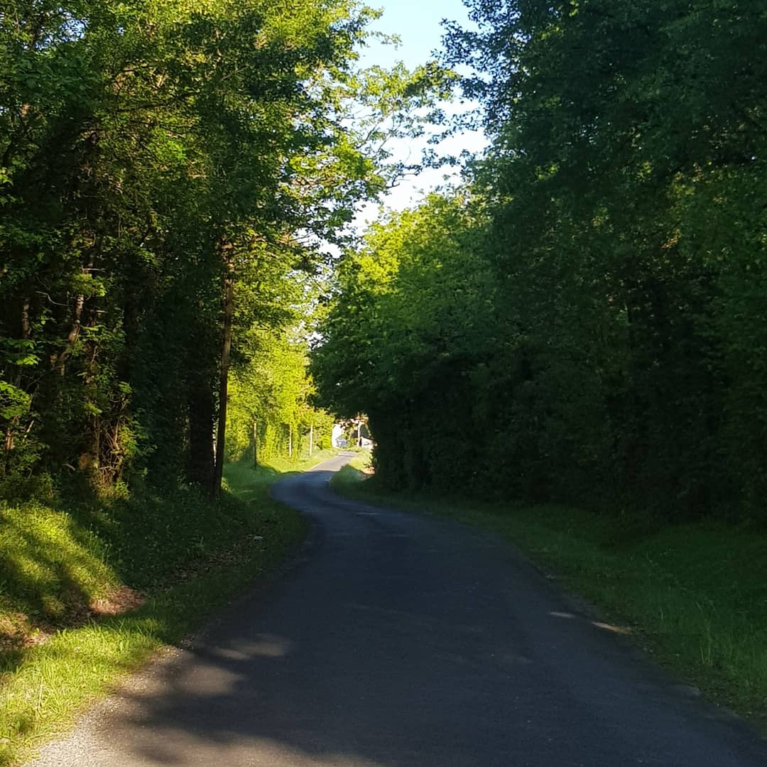 country lane shaded by trees