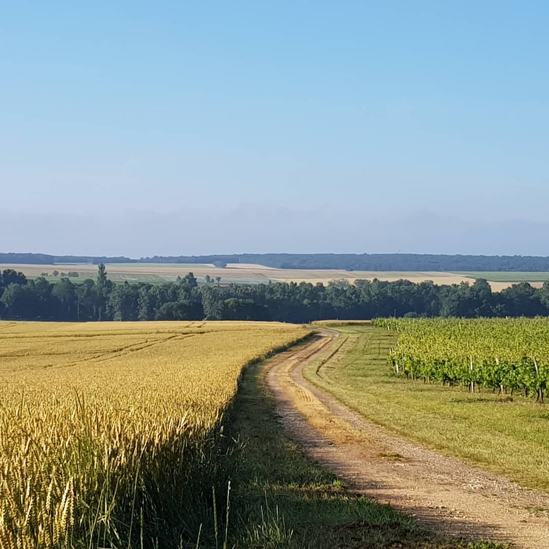 wheat fields and vineyards either side of a track