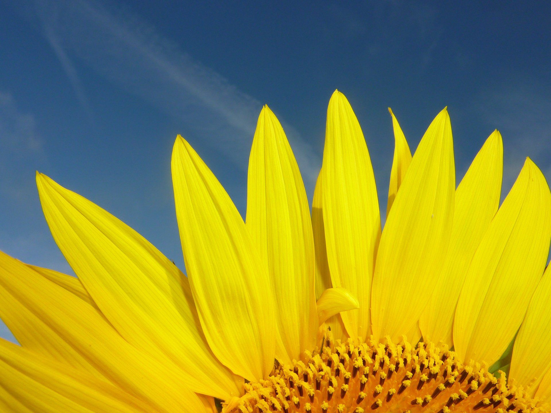 sunflower petals