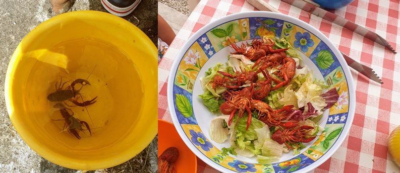 crayfish salad