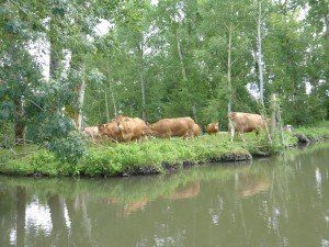 marais poitevin