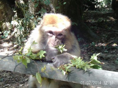 valley des singes