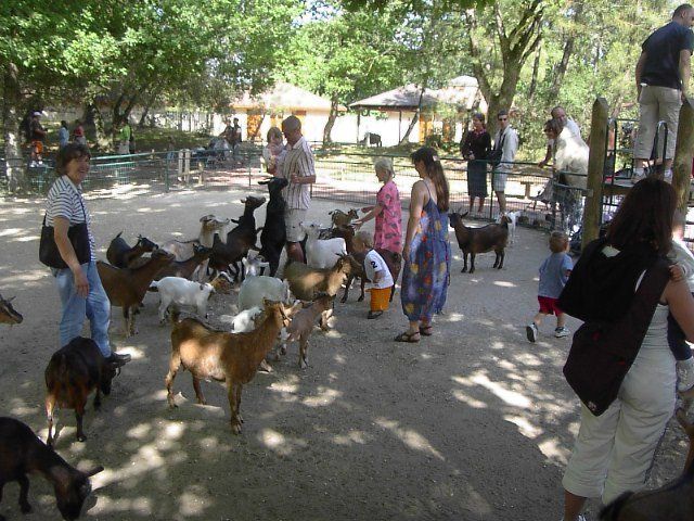 la Palmyre zoo near la grange du Moulin kid friendly holiday cottages