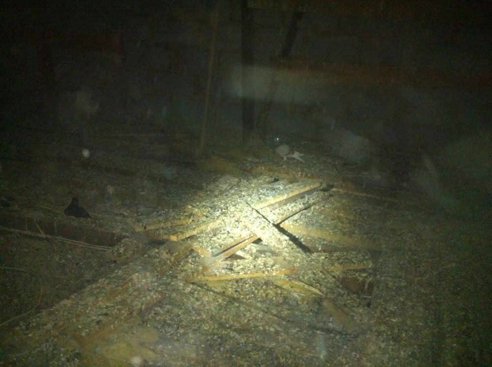 attic pigeon removal