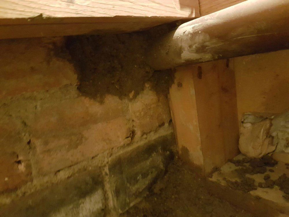 rat proofing after
