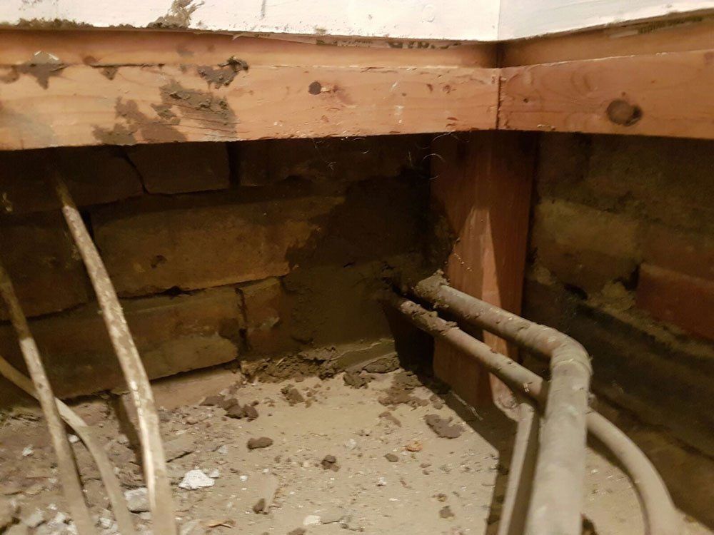 rat proofing after