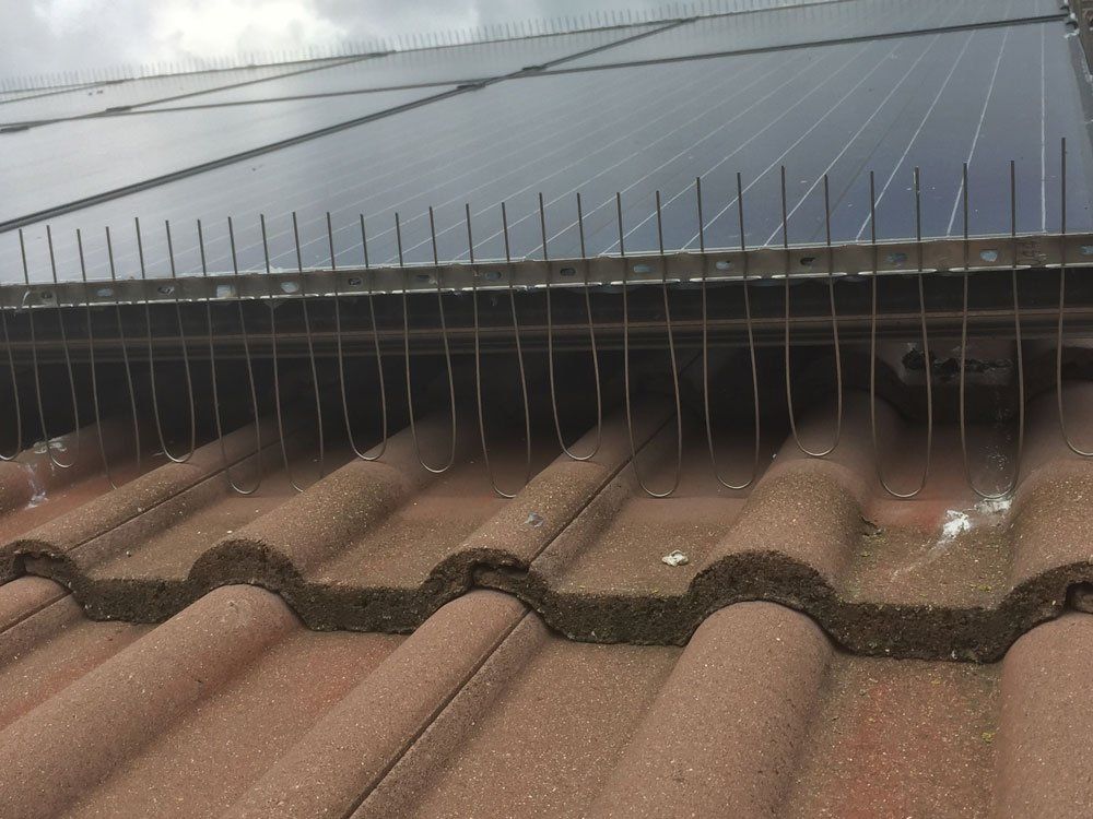 house with solar panel and anti pigeon system