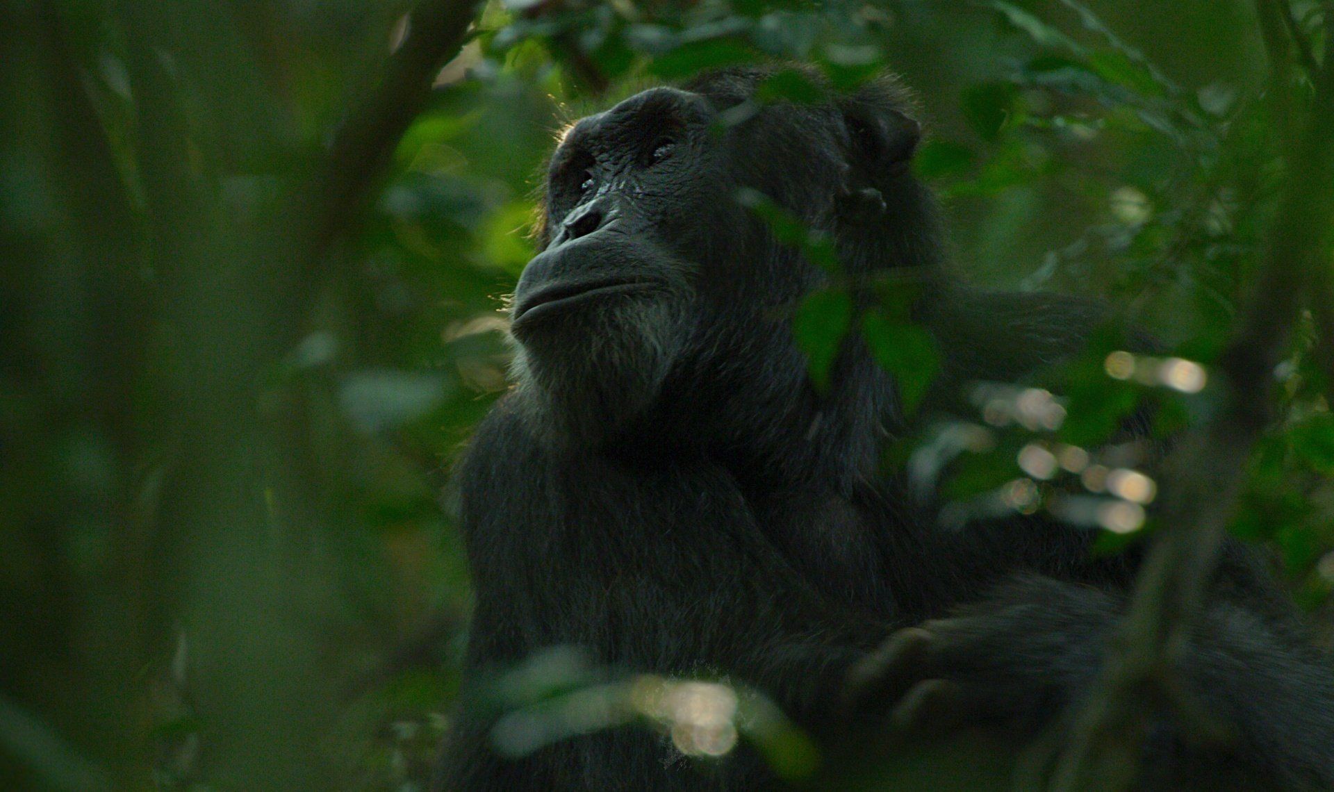 a Chimp with a Missing Hand sitting in the trees
