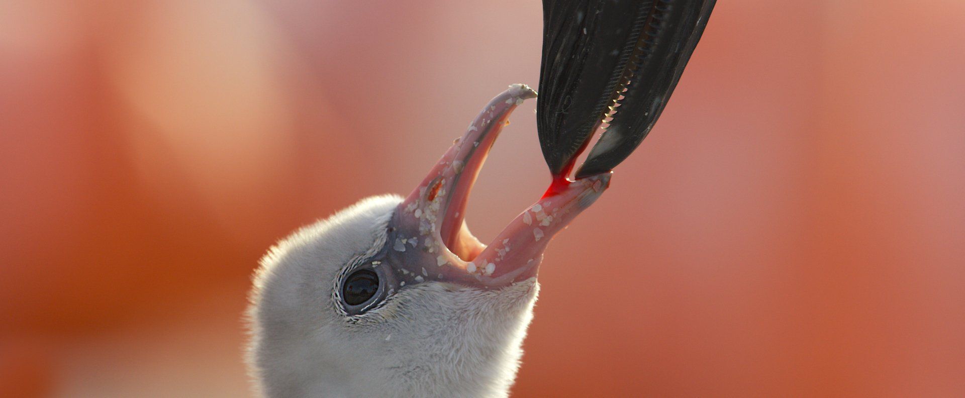 Flamingo Feeds Chick Blood Red Colored Liquid