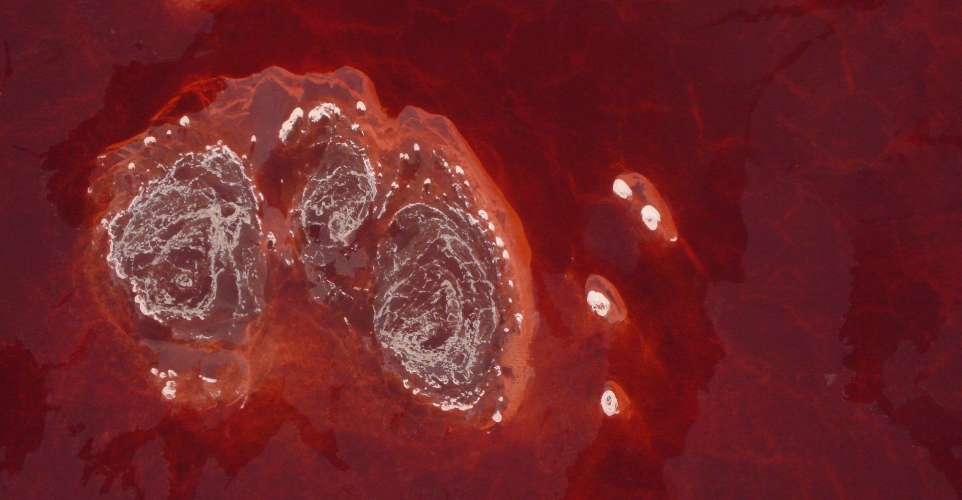 Lake Natron Halophilic Bacteria