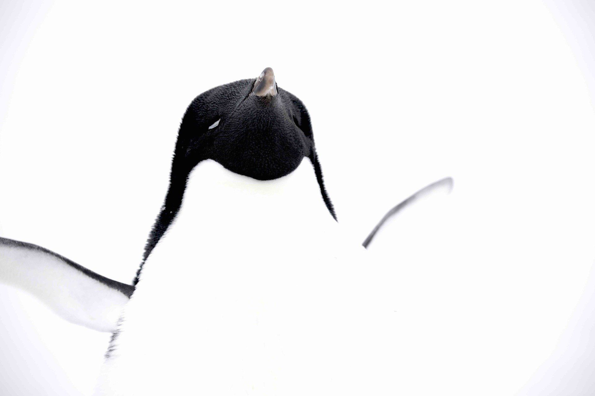 Cape Crozier Penguin