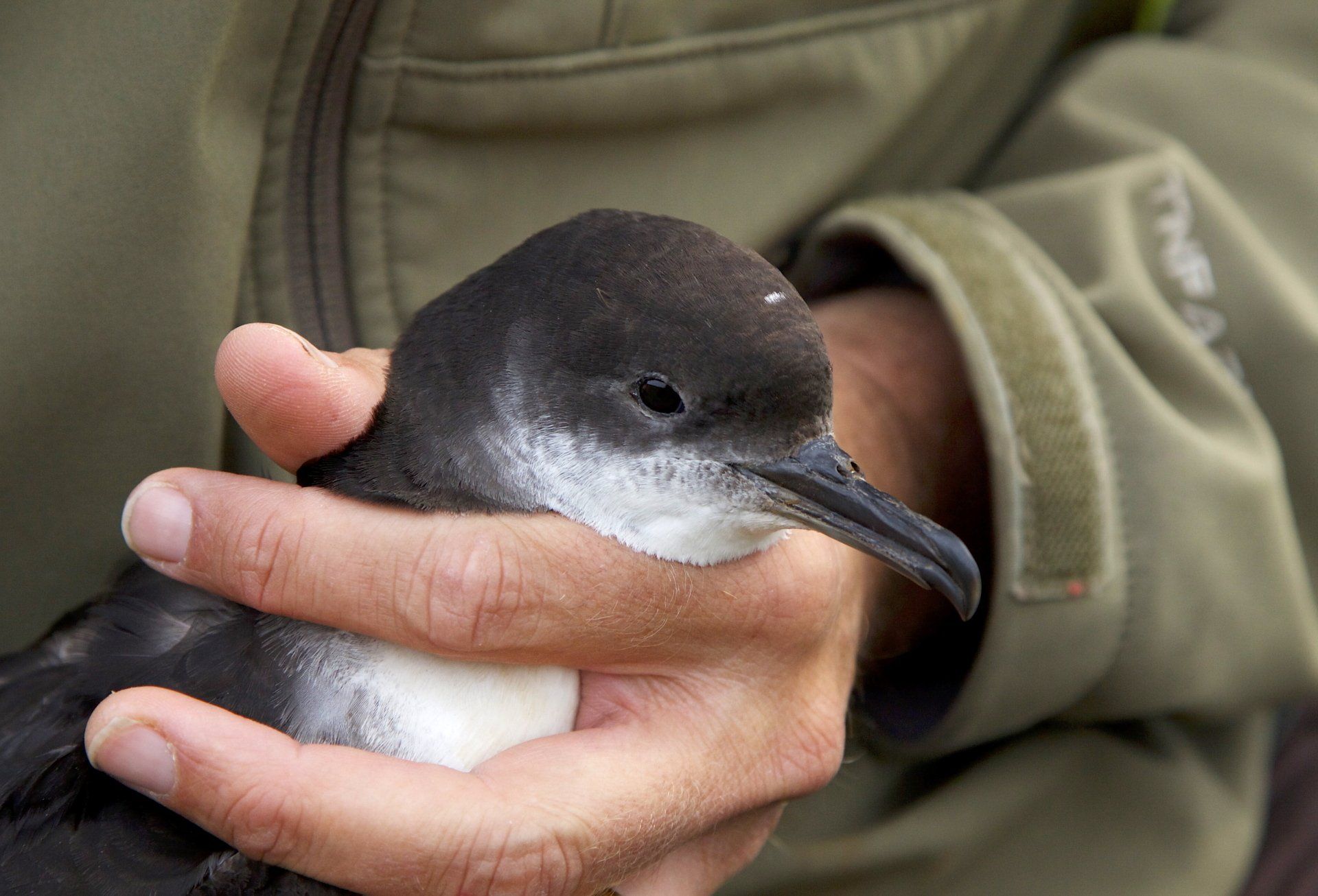 Manx Shearwater After Banding being held by a man