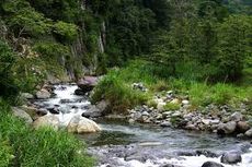 Rocky Stream with Grass Rocky Stream with Grass