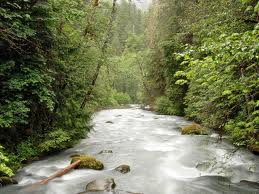 Stream with Trees Stream with Trees