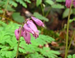 Pink Bleeding Heart Flower