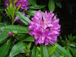 Pink Rhody Flower