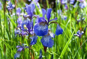 Purple and blue flowers in long grass