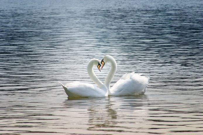 Is monogamie een utopie?