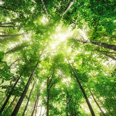Tree Services — Beautiful Trees in Sperryville ,VA Tree Services — Beautiful Trees in Sperryville ,VA