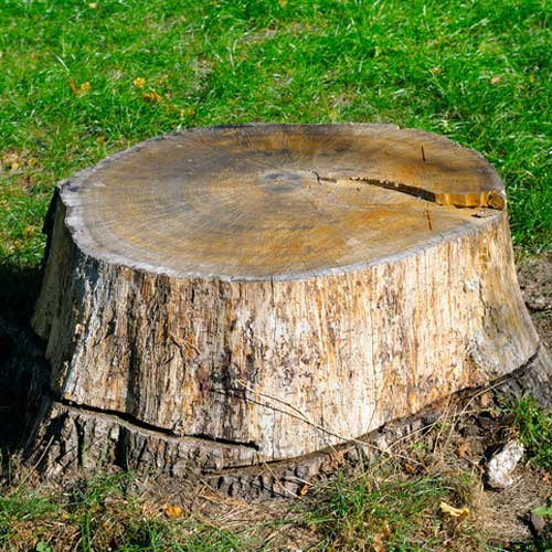 Tree Planting — Stump On The Ground Ready To Be Removed  in Sperryville ,VA