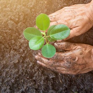 Tree Removal Company — Planting A Small Tree in Sperryville ,VA Tree Removal Company — Planting A Small Tree in Sperryville ,VA