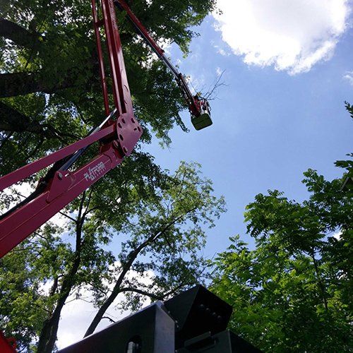 Stump Grinding — A Man On The Top Of A Tree in Sperryville ,VA Stump Grinding — A Man On The Top Of A Tree in Sperryville ,VA