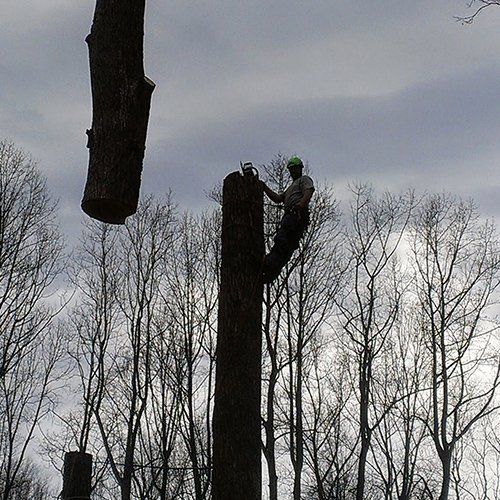 Tree Removal — Chainsaw And A Piece Of Log in Sperryville ,VA Tree Removal — Chainsaw And A Piece Of Log in Sperryville ,VA