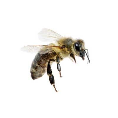 Bees, Hornets, and Wasps — Exterminator Company in Elk Grove Village, IL Bees, Hornets, and Wasps — Exterminator Company in Elk Grove Village, IL