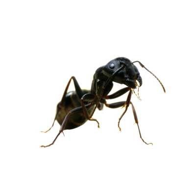 Carpenter Ants — Exterminator Company in Elk Grove Village, IL Carpenter Ants — Exterminator Company in Elk Grove Village, IL