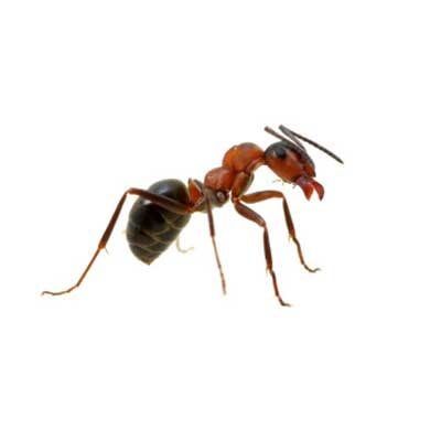 Odorous House Ants — Exterminator Company in Elk Grove Village, IL Odorous House Ants — Exterminator Company in Elk Grove Village, IL