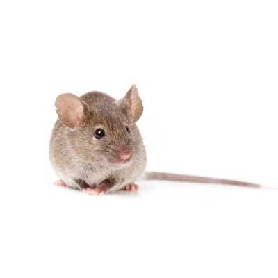 Mice — Exterminator Company in Elk Grove Village, IL Mice — Exterminator Company in Elk Grove Village, IL