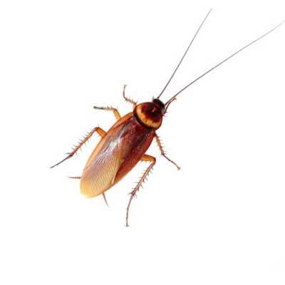 Roaches — Exterminator Company in Elk Grove Village, IL Roaches — Exterminator Company in Elk Grove Village, IL