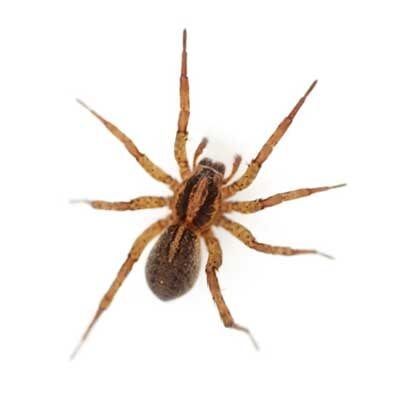 Spiders — Exterminator Company in Elk Grove Village, IL Spiders — Exterminator Company in Elk Grove Village, IL