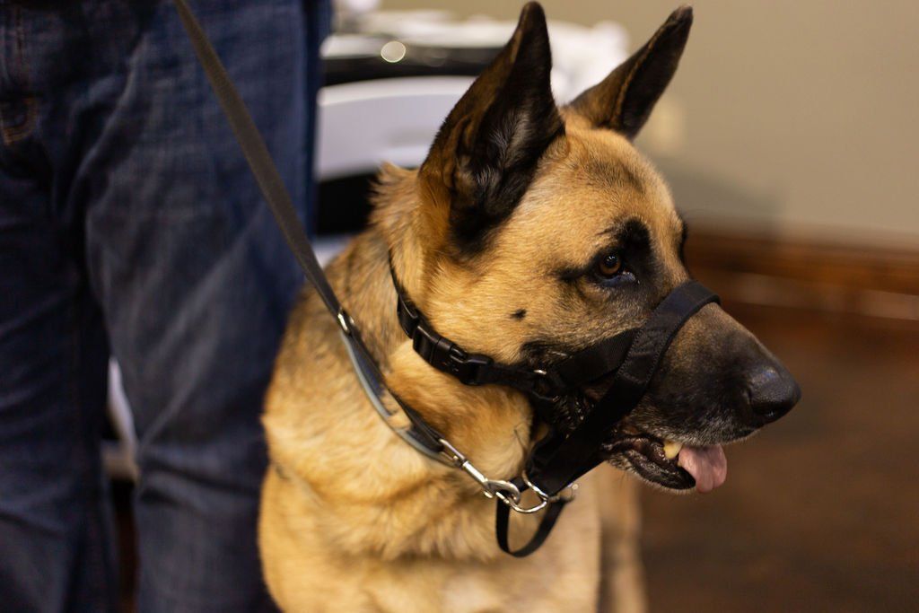 A German Shepherd wearing a black muzzle and collar, held by a person in blue jeans on a leash.