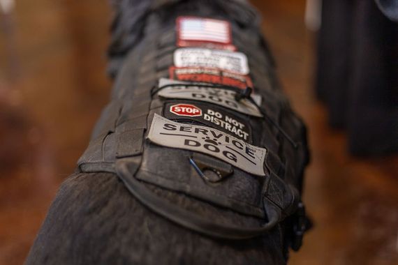 A close-up of a service dog's black tactical vest with patches that say