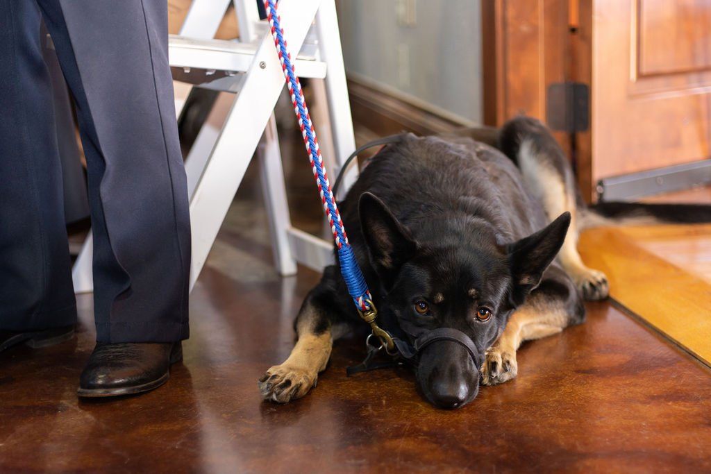 A German Shepherd wearing a head halter lies on a hardwood floor next to a person’s legs and a white step stool.