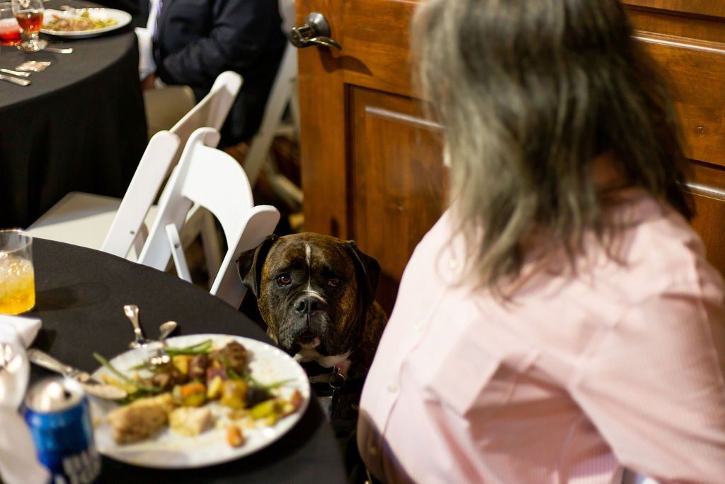A brown and white boxer dog sits beside a person at a table, looking expectantly at a plate of food.