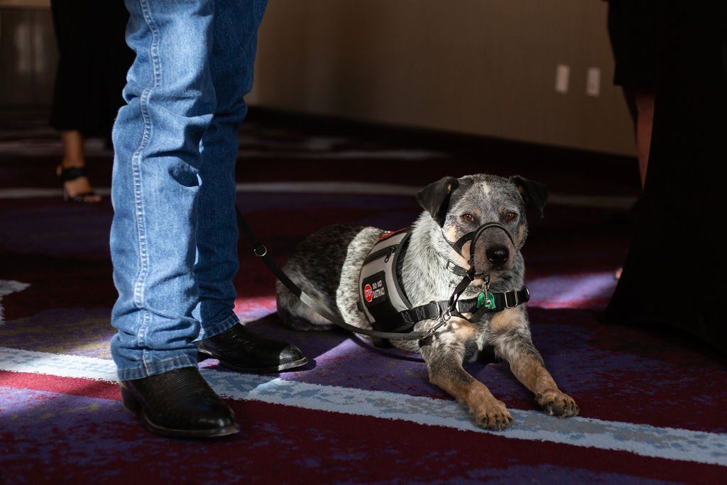 A service dog in a harness lying on a carpeted floor next to a person wearing blue jeans and black boots.