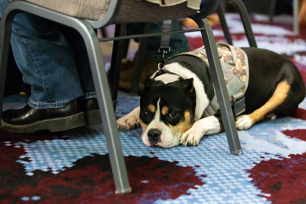 A black, white, and tan dog wearing a camouflage harness rests on a patterned carpet under a chair near someone's feet.