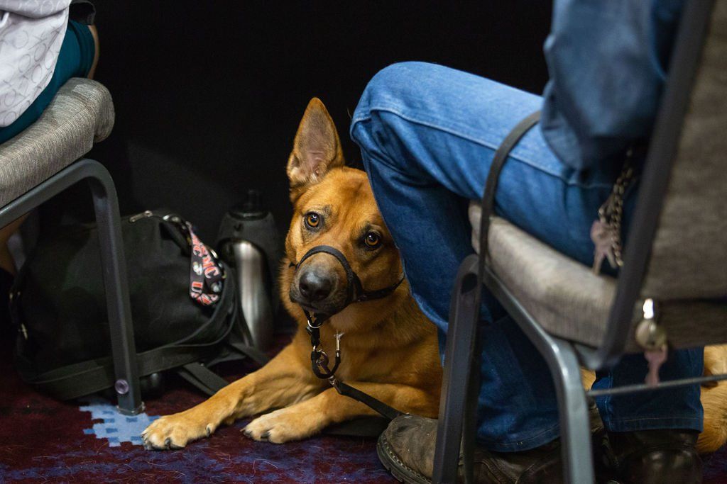 A tan, short-haired dog with a snout harness lies on the floor between two people sitting on chairs.