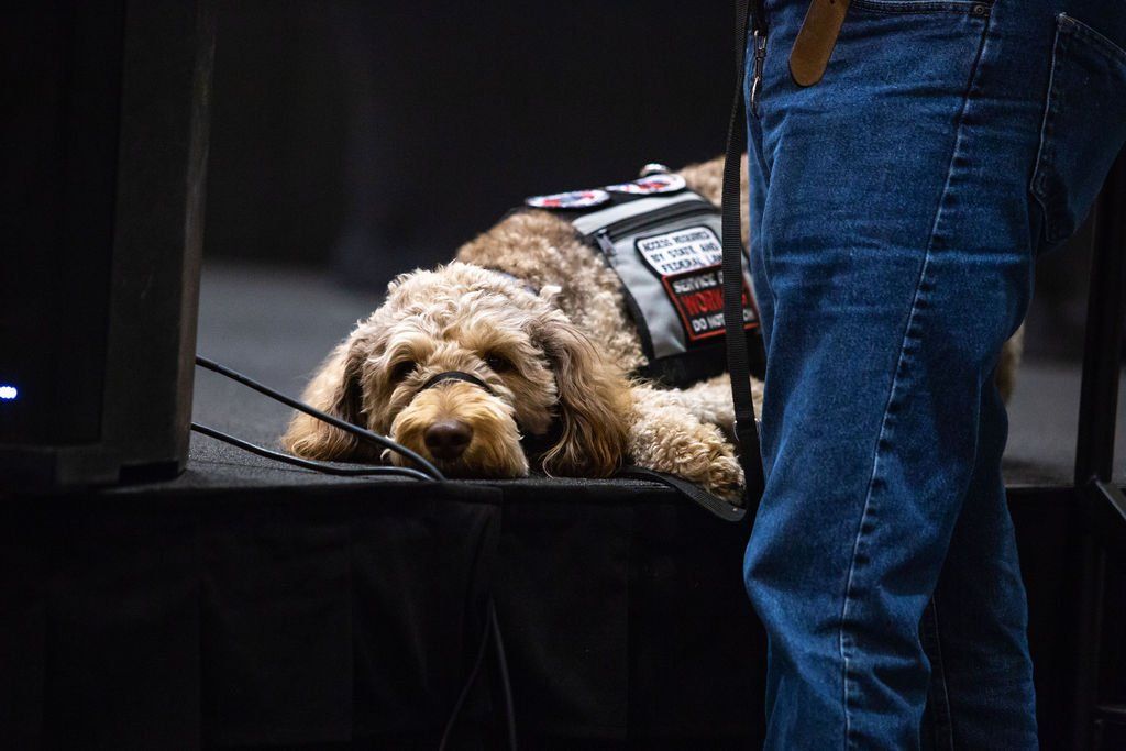 A calm service dog with curly fur wears a vest and lies on a stage next to a person in blue jeans.