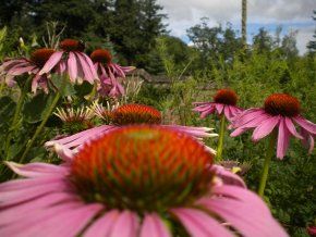 Echinacea
