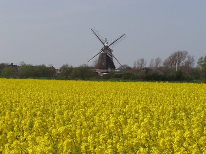 Yellow rapeseed field with a windmill in the background on a sunny day.