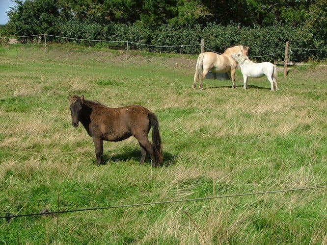 Three horses in a grassy field. One brown horse stands in the foreground, and two pale horses are further back.